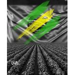 Camiseta-PB-Brasil